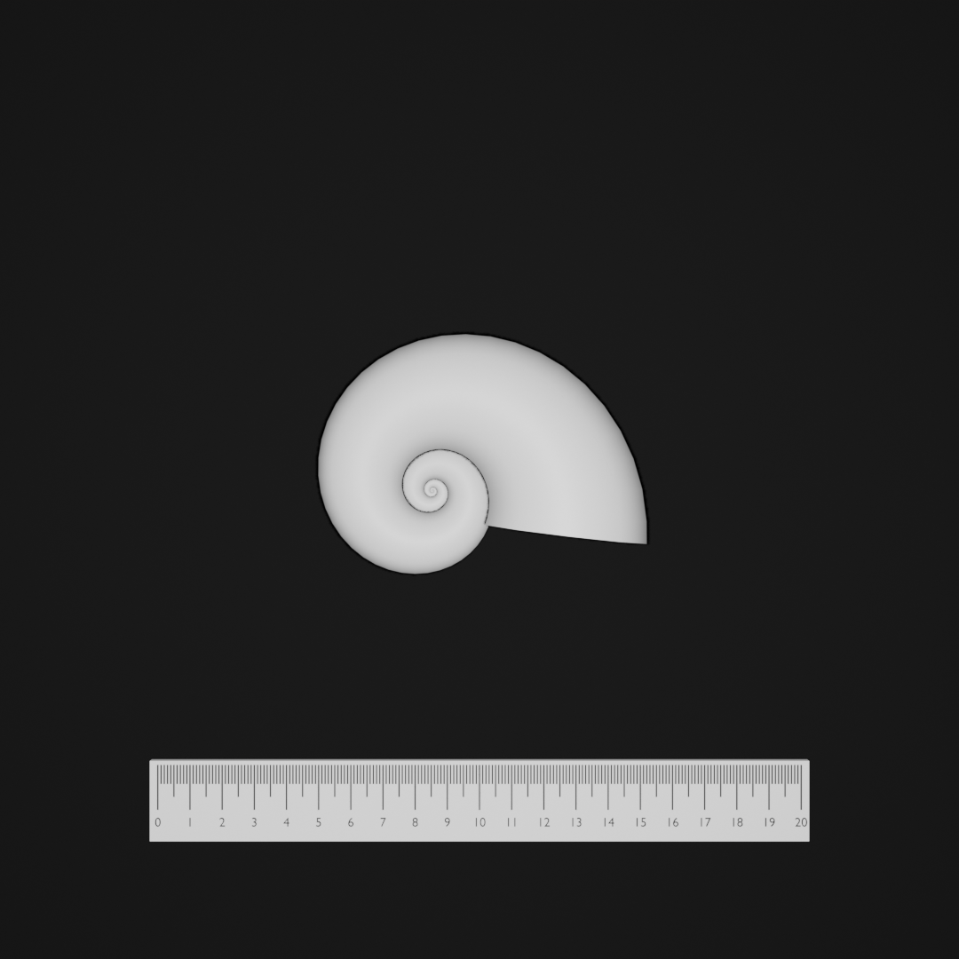 Shell morphospace sample 1