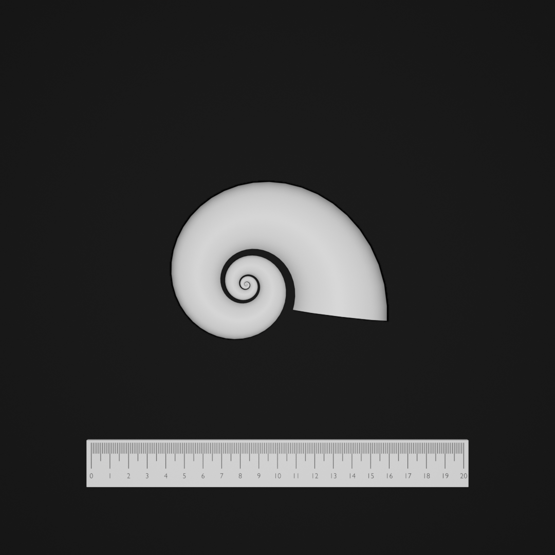 Shell morphospace sample 2