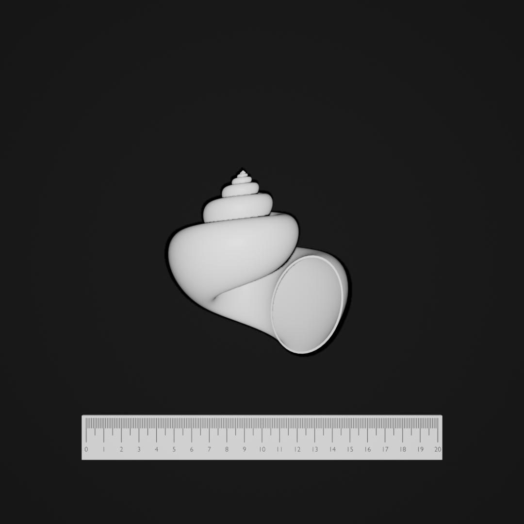 Shell morphospace sample 3