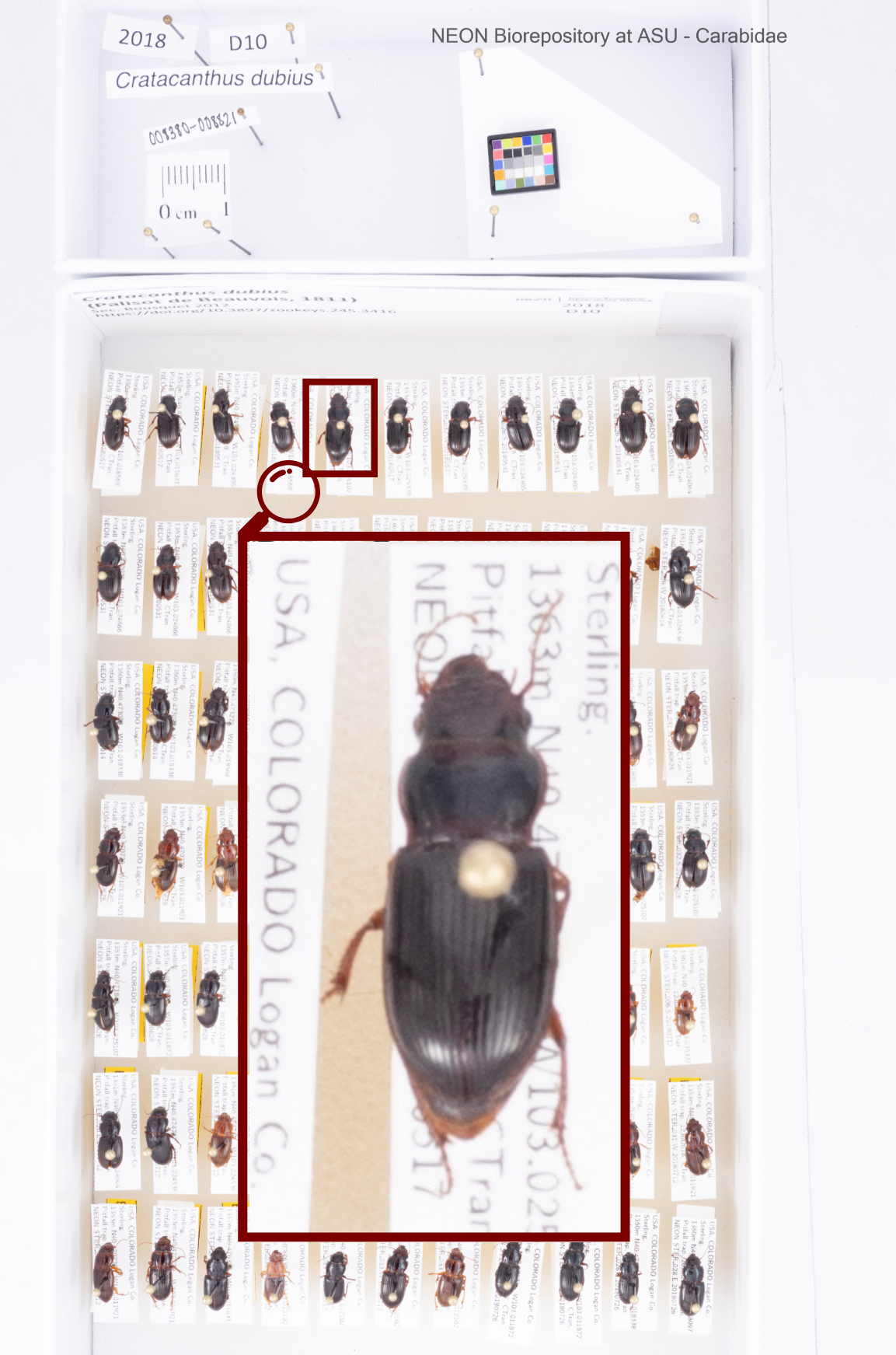 Photo of tray full of pinned beetle specimens; all and labels look clear. However, there is a red spotlight box coming out from a smaller red boxed beetle to zoom in, and this zoomed in beetle specimen is slightly out of focus, making traits less visible