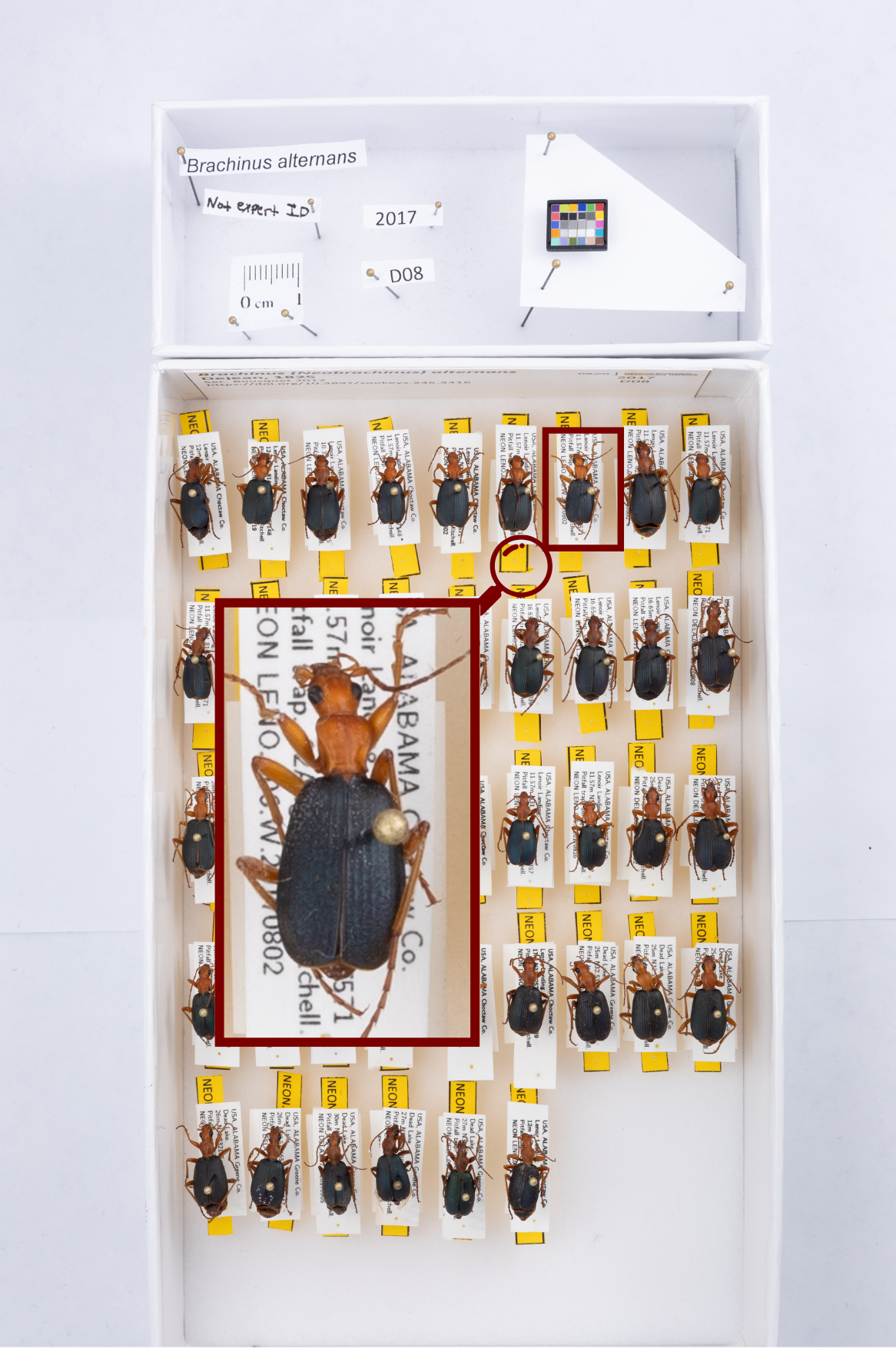 Photo of tray full of pinned beetle specimens. All beetles and labels are clear and in focus, there is a red spotlight box coming out from a smaller red boxed beetle to zoom in and highlight that beetle as clearly in focus
