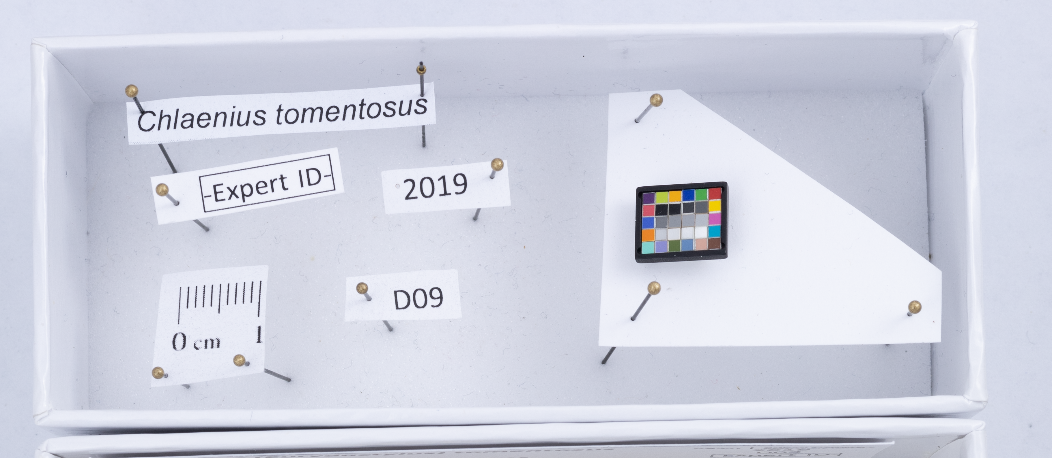 Close up of the header part of the tray containing all metadata for the tray as a unit: species name, Expert ID label, year, a 1cm scale, color checker, and 'D09' indicating the domain. All these papers are pinned at similar heights