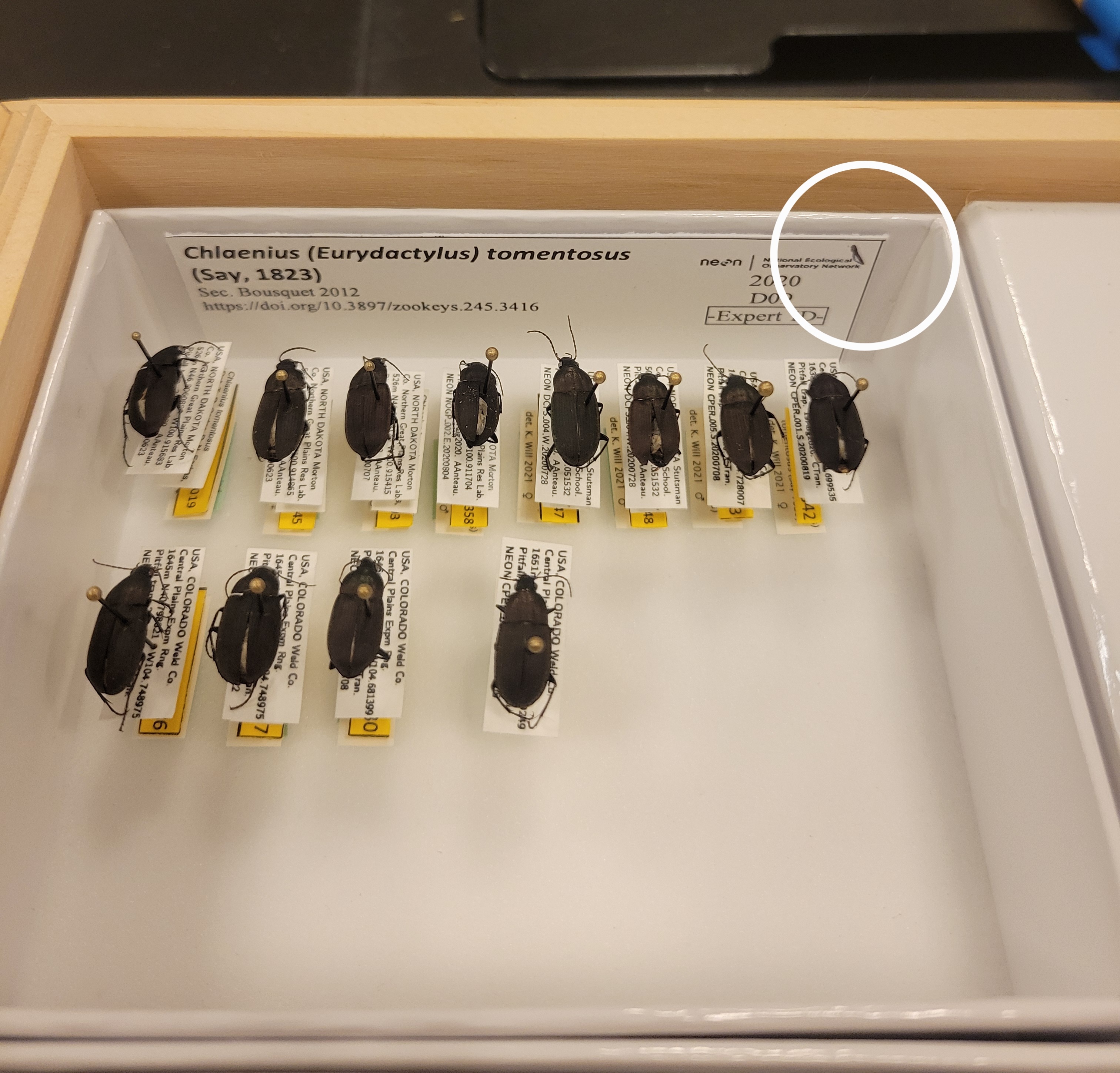 Circle around a dark diagonal line written on the upper right corner of a unit tray label, with pinned beetle specimens arranged in rows in a lab tray on a workbench; the line doesn't cover any printed text.