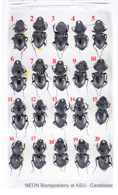 Image of beetles pinned in a tray with numbers at the top left of the beetle to indicate numeric ordering. The top left beetle is labeled a 1, the beetle immediately to its right is 2, and so on, with the final beetle in the first row labeled 5 and the first beetle in the second row labeled as 6, the pattern continues with the final beetle in the last (4th) row labeled as 20. They are approximately evenly spaced, 5 per row.