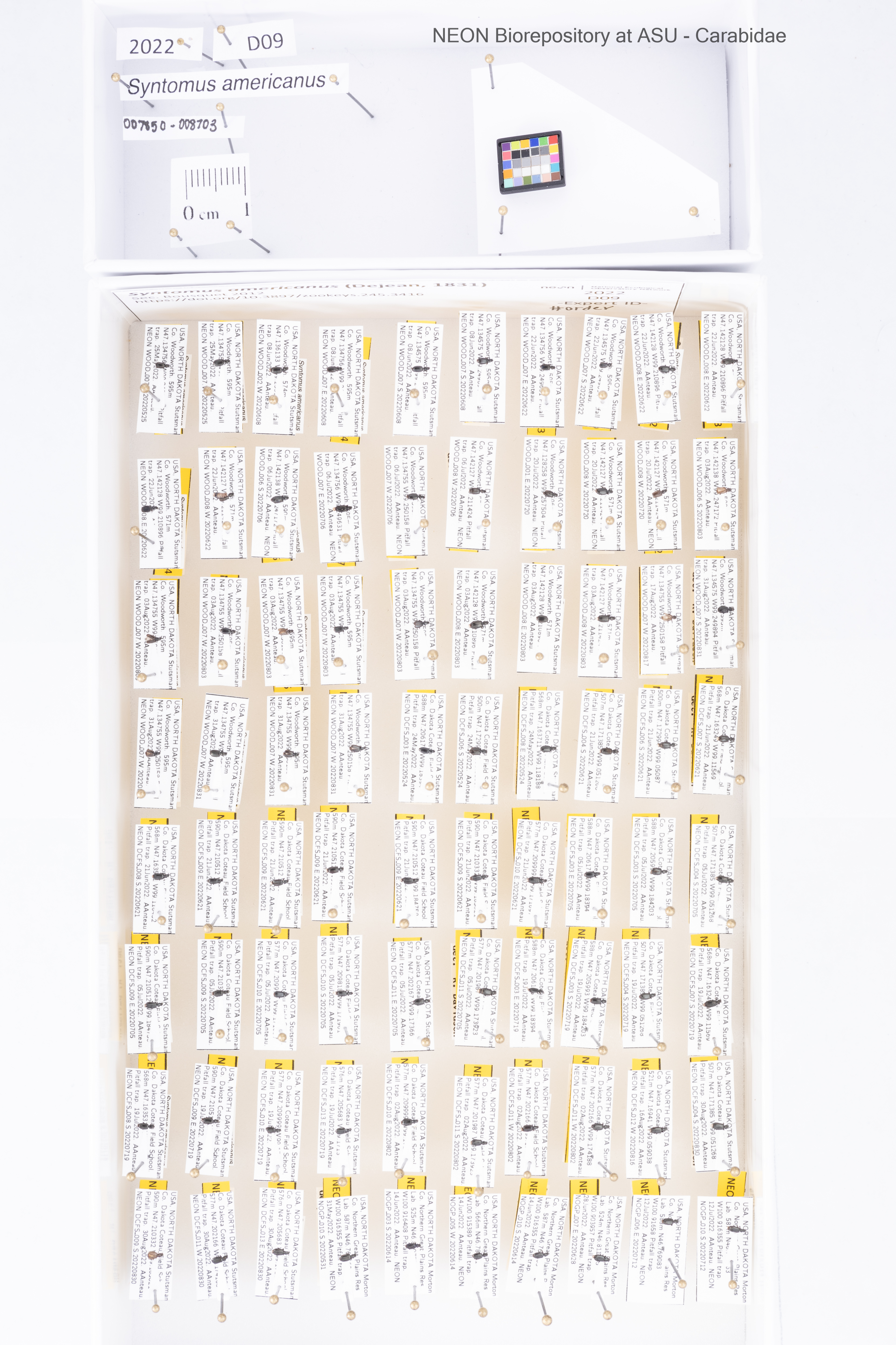 A tray of very small beetles on points, beetles appear blurry and indistinct due to their small size relative to the large tray