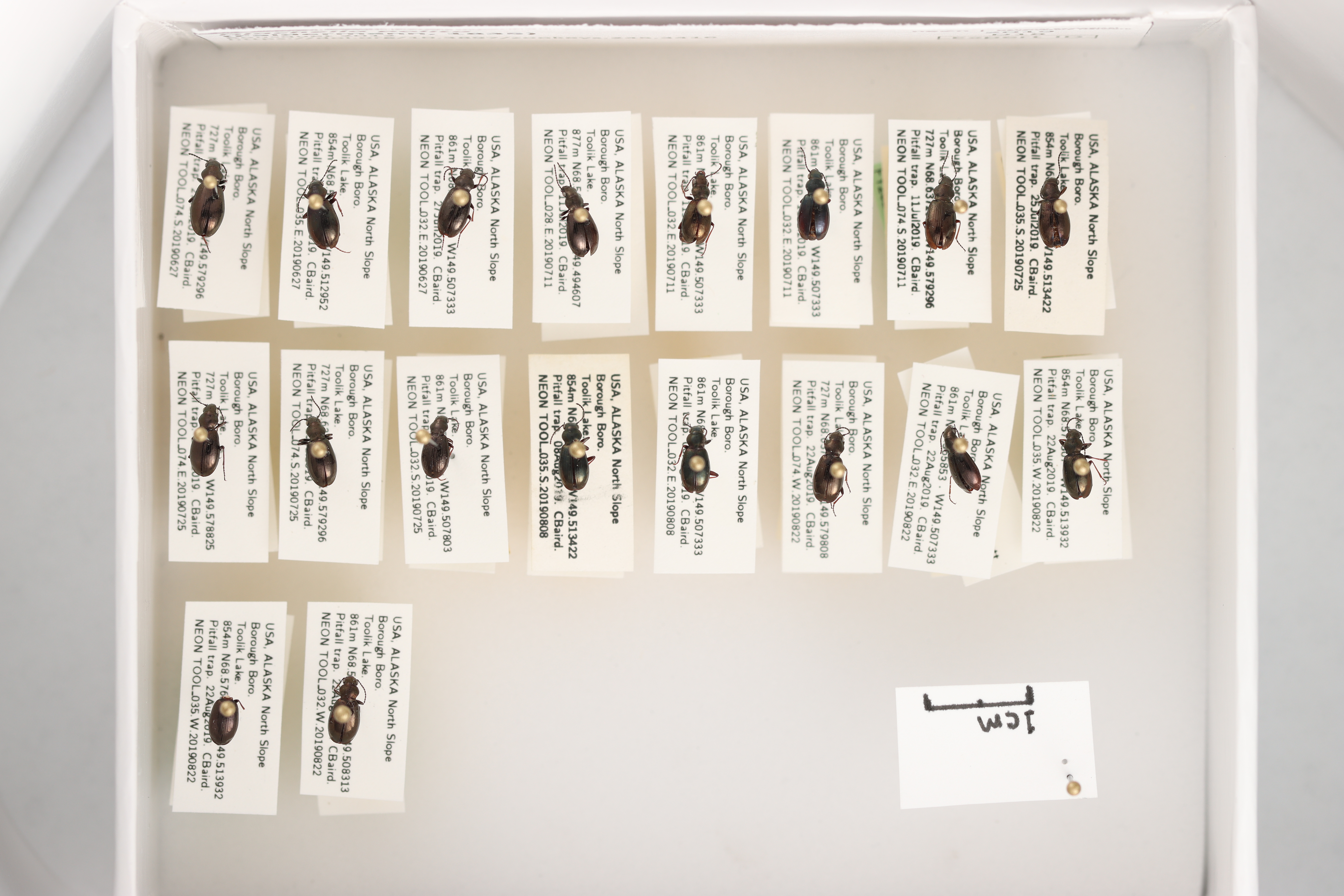 a tray with small beetles pinned in three rows over their tags. A scale bar indicating 1cm is pinned at the bottom right of the tray, in the same row as the last two beetles, and at the same height.