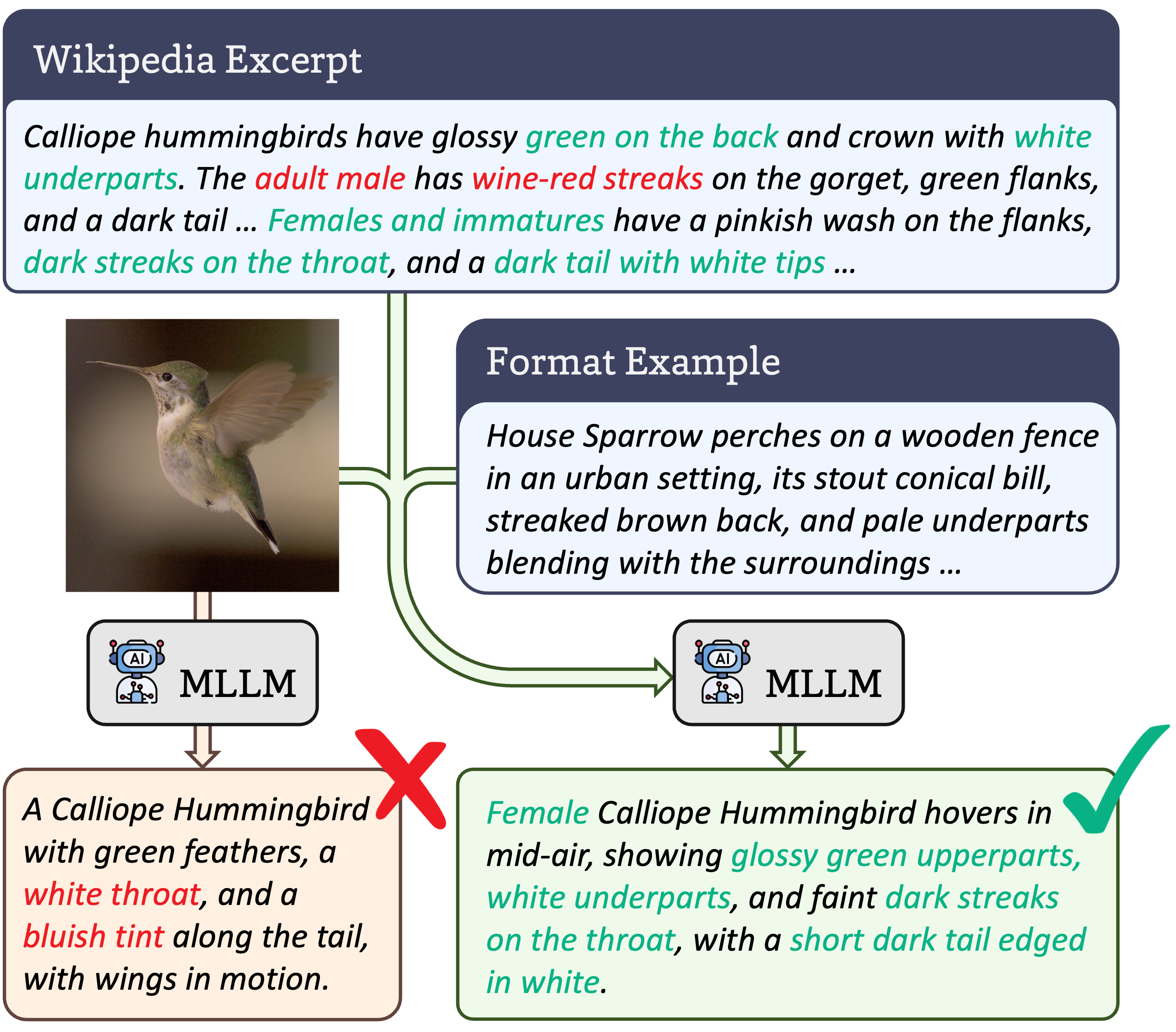 BioCAP data generation pipeline visualization showing the caption generation process with a format example and image provided to an MLLM along with a morphological species-level description from Wikipedia; inaccurate output has an X and correct has a checkmark