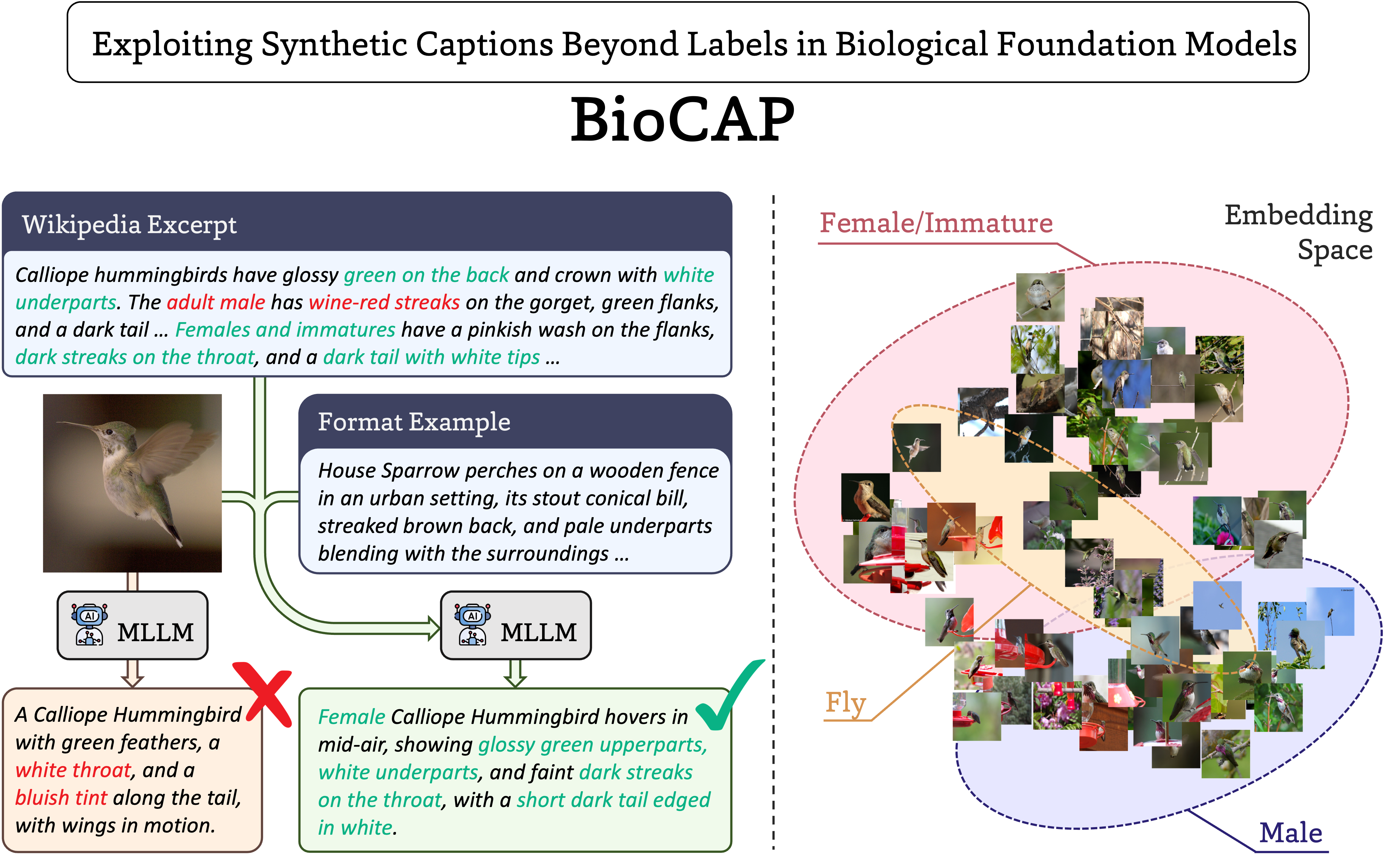 BioCAP model visualization showing the caption generation process, a clustered embedding plot with organism thumbnails, showing the separation by sex orthogonal to the 'fly' axis