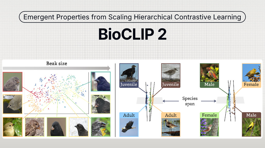 BioCLIP 2 model visualization showing the model architecture, a clustered embedding plot with organism thumbnails, showing the separation by age and sex orthogonal to the species axis