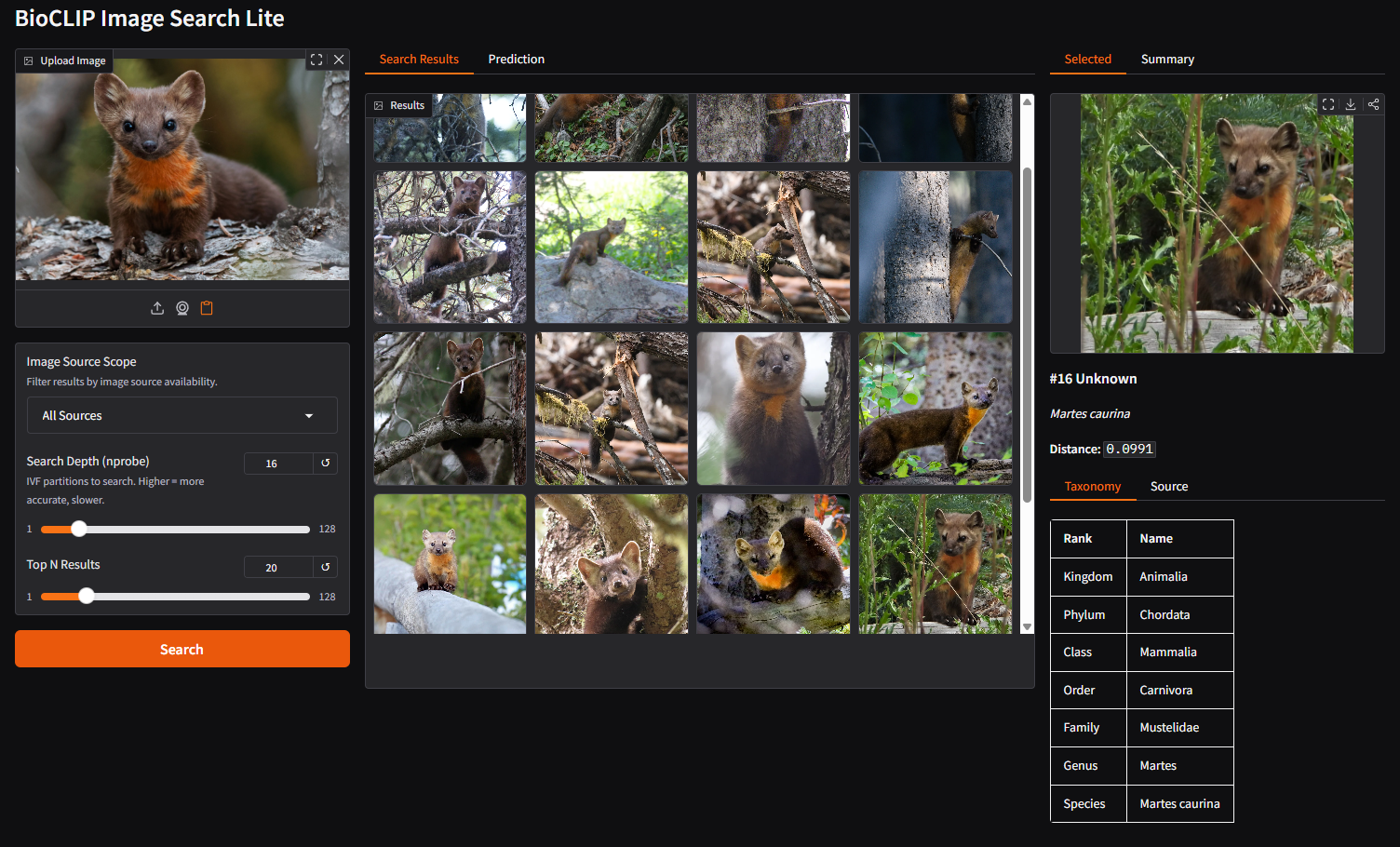 BioCLIP Image Search Lite demo showing a marten query image with similar results and taxonomy details.