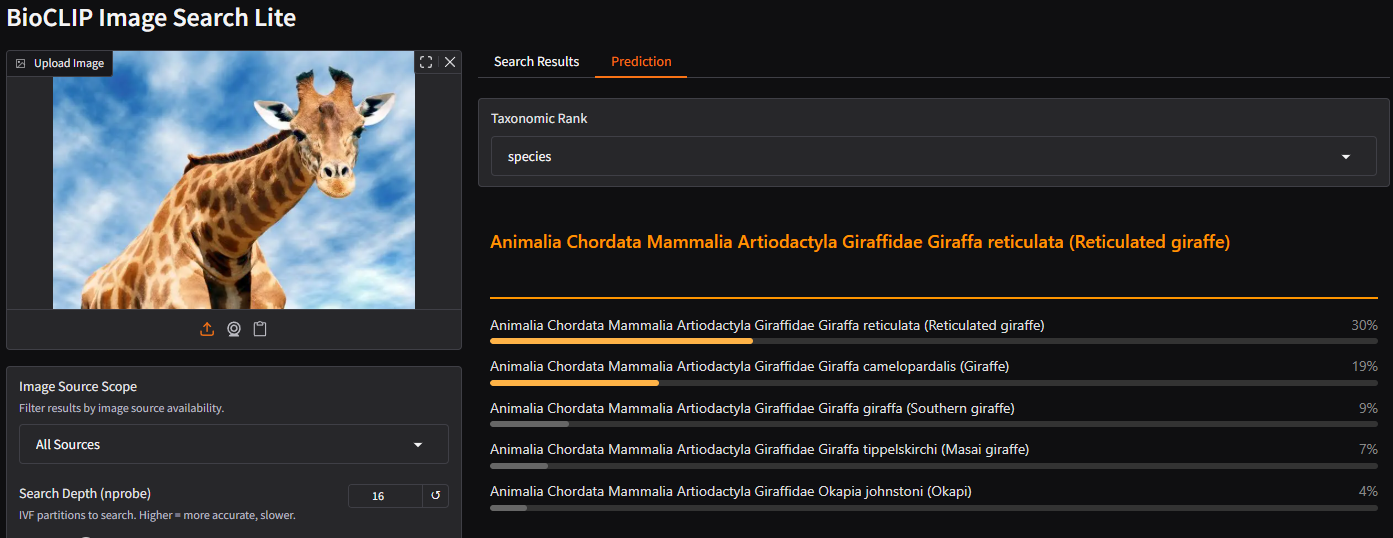 Uploading a giraffe image and viewing BioCLIP 2 predictions at different taxonomic ranks.