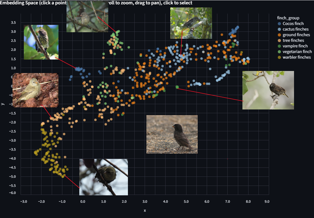 UMAP colored by finch group