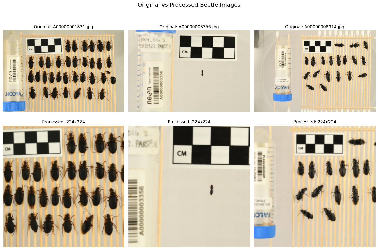 Original vs Processed Beetle Images