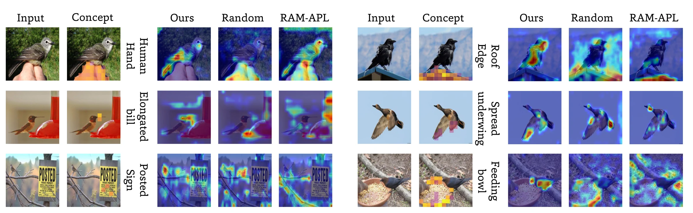 Finer-CAM maps for test images with enhanced concepts: human hand, elongated bill, posted sign, roof edge, spread underwing, feeding bowl. Models trained on our subset focus on the bird; random and RAM-APL models often focus on the hand, sign, feeder, or bowl.