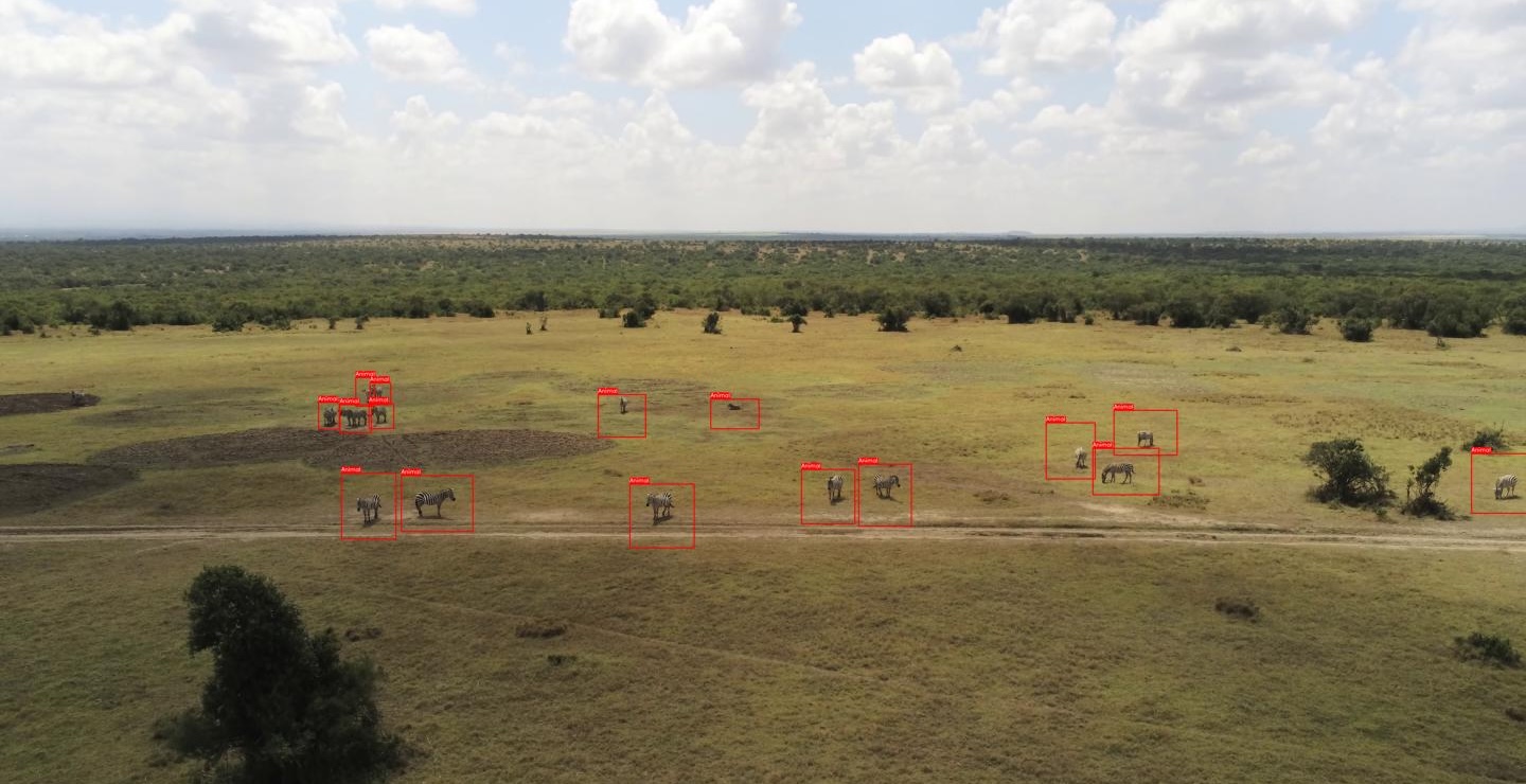 Ol Pejeta Session 2 showing wildlife
