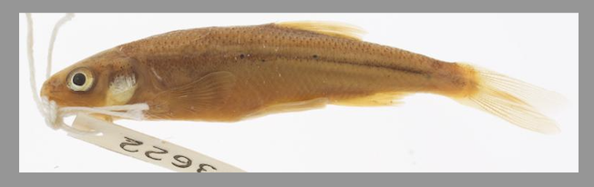 Cropped Image Fish Imageomics Snakemake Workshop: Workflow Filename Plan