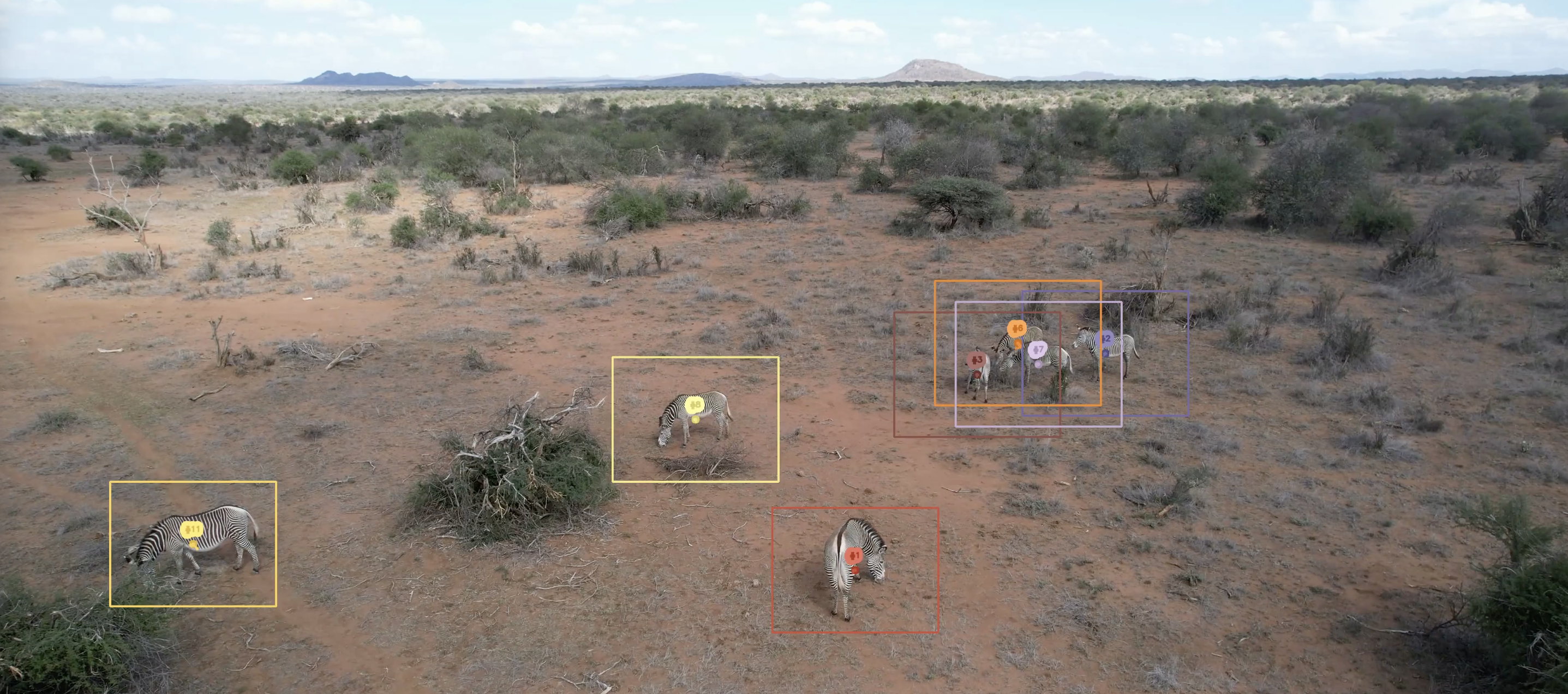 Aerial drone clip of zebras with ground-truth bounding boxes