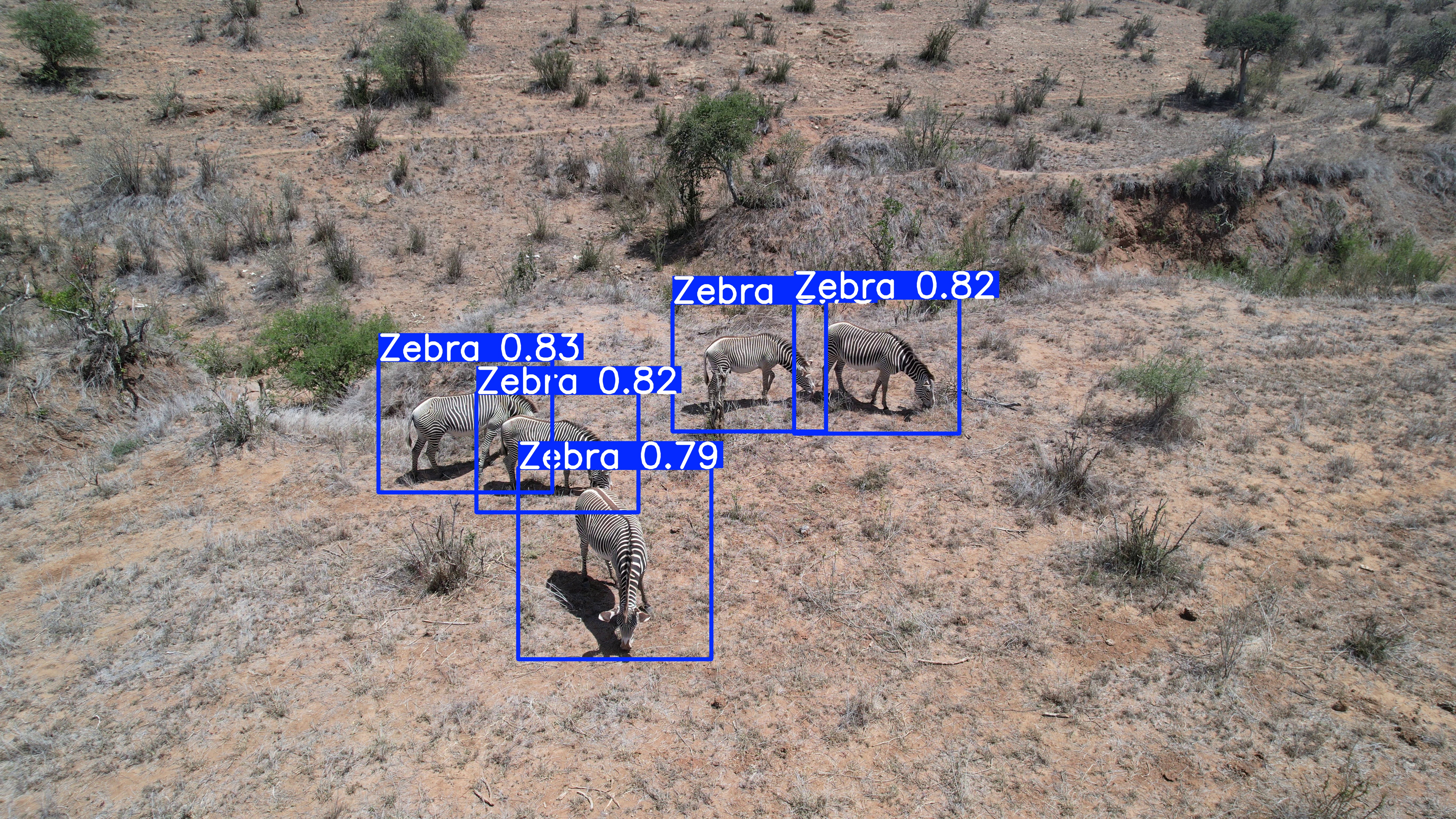 Aerial view of Grevy's zebras