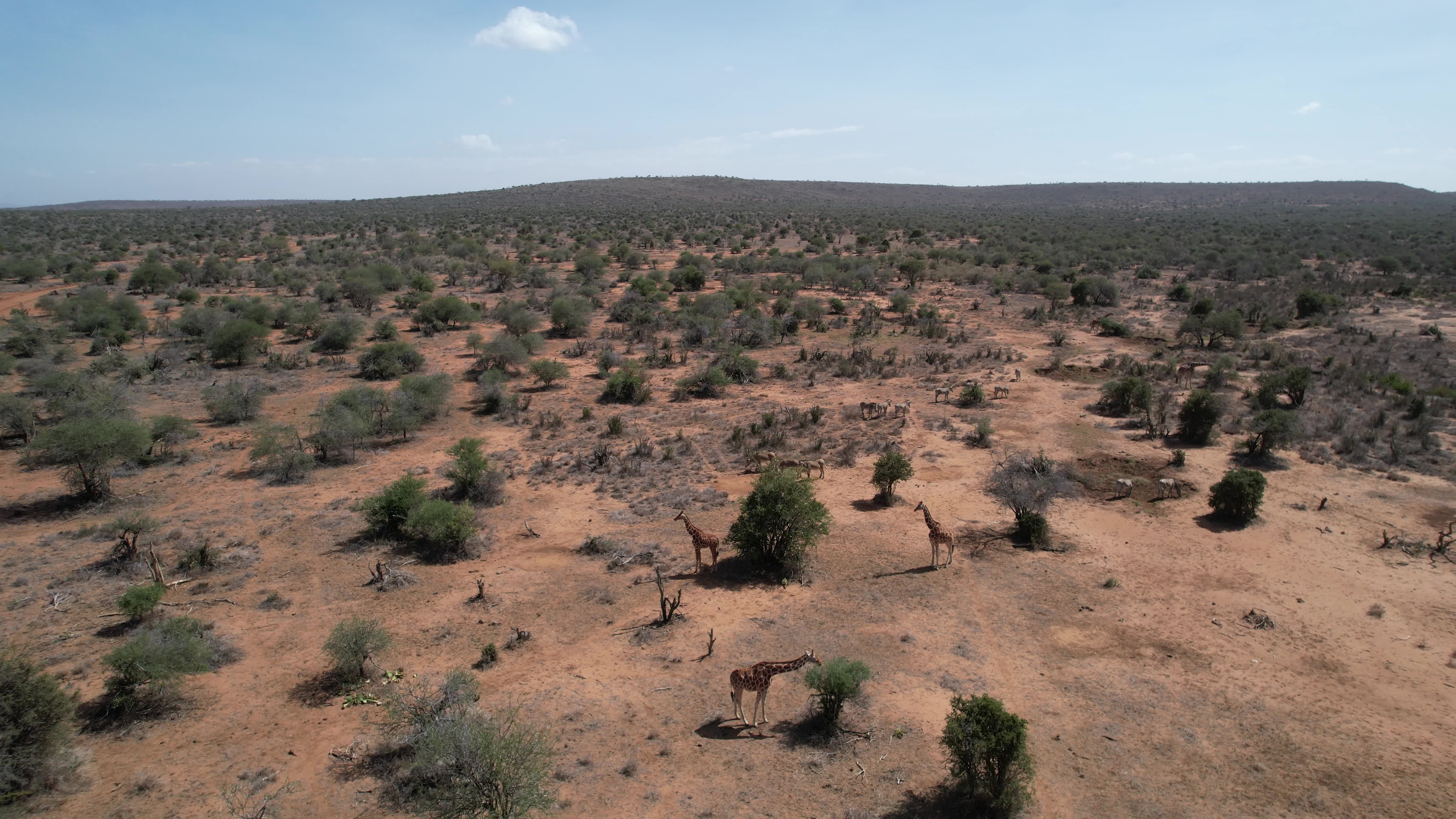 Aerial view of a small group of giraffes among scattered bushes