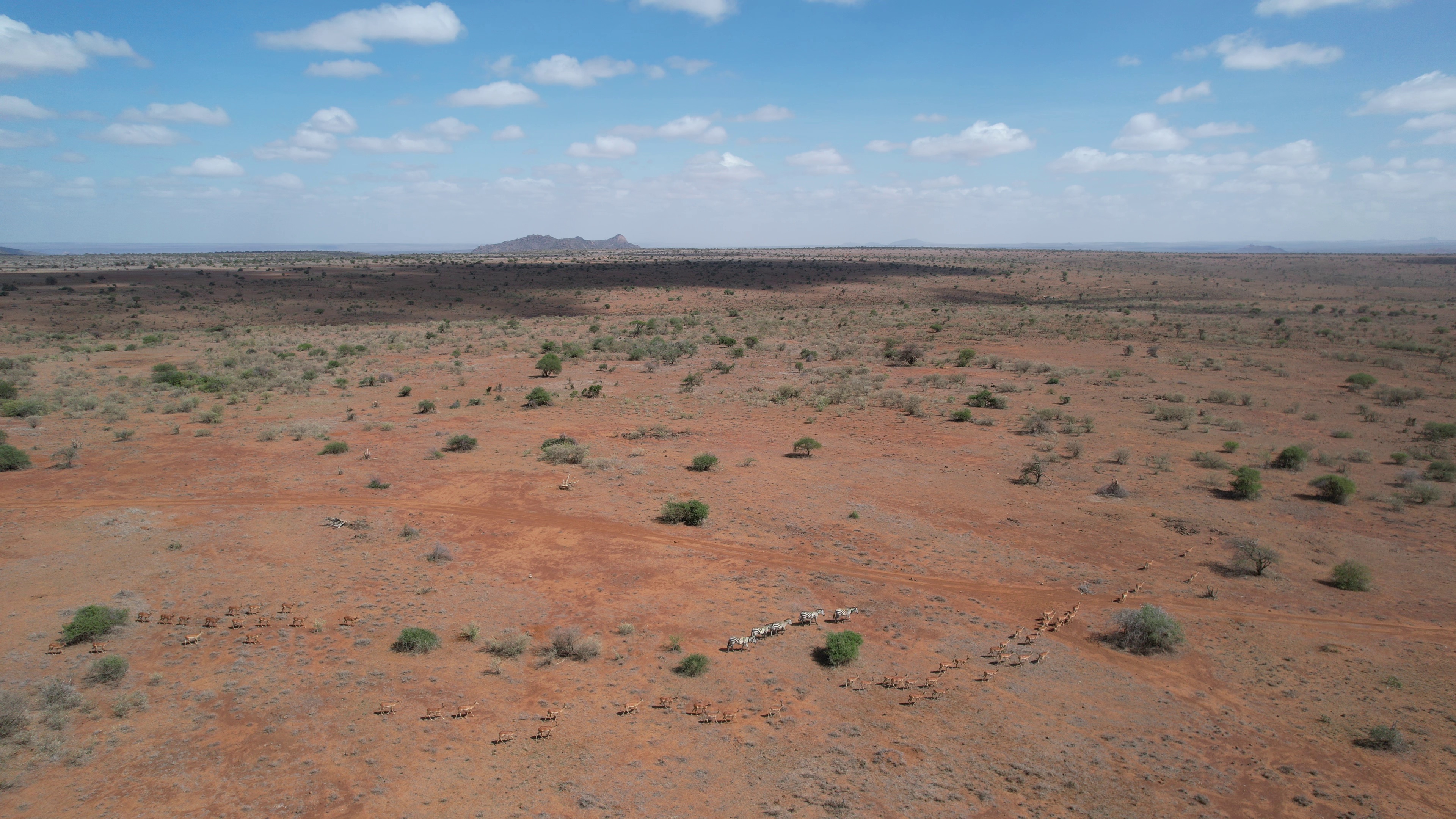 Aerial view of a large herd across open plains