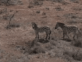 Zebra head-up (vigilant behavior)