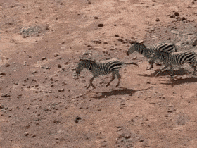 Zebra running (vigilant behavior)