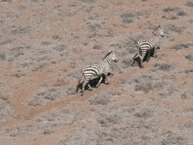 Zebra trotting (vigilant behavior)