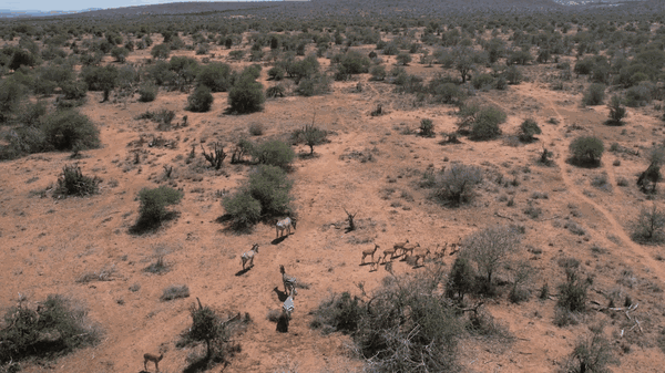 Aerial drone clip of a mixed herd moving across the savanna